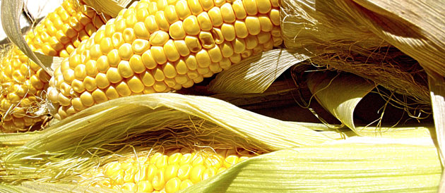 Deux variétés d'OGM discrètement autorisées à entrer sur le marché