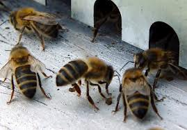 You are currently viewing Les ondes des mobiles fatales pour les abeilles
